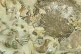 Fossil Brachiopod and Bryozoan Plate - Indiana #270471-1